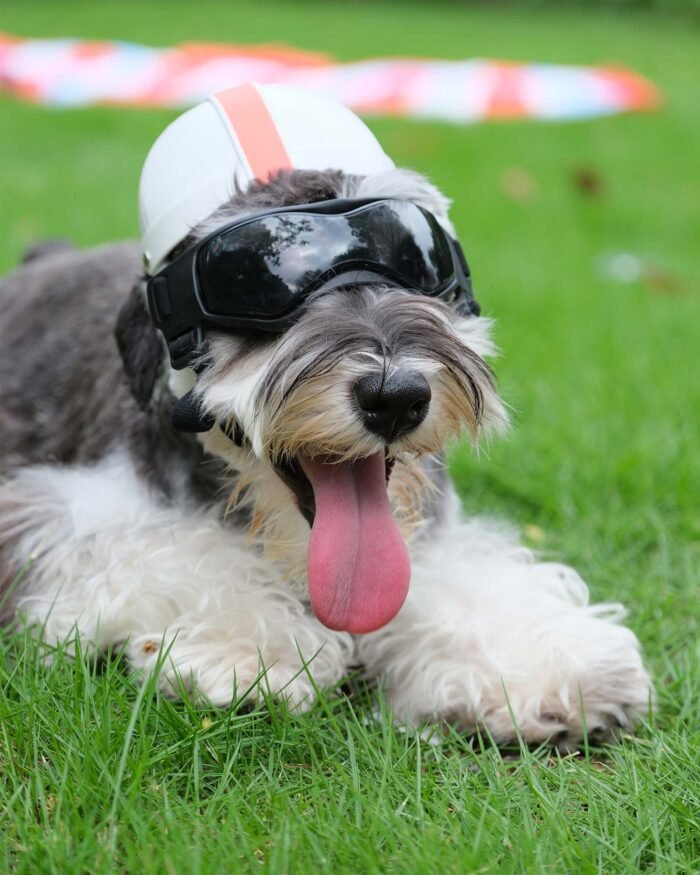 Pet protective goggles with UV protection for dogs