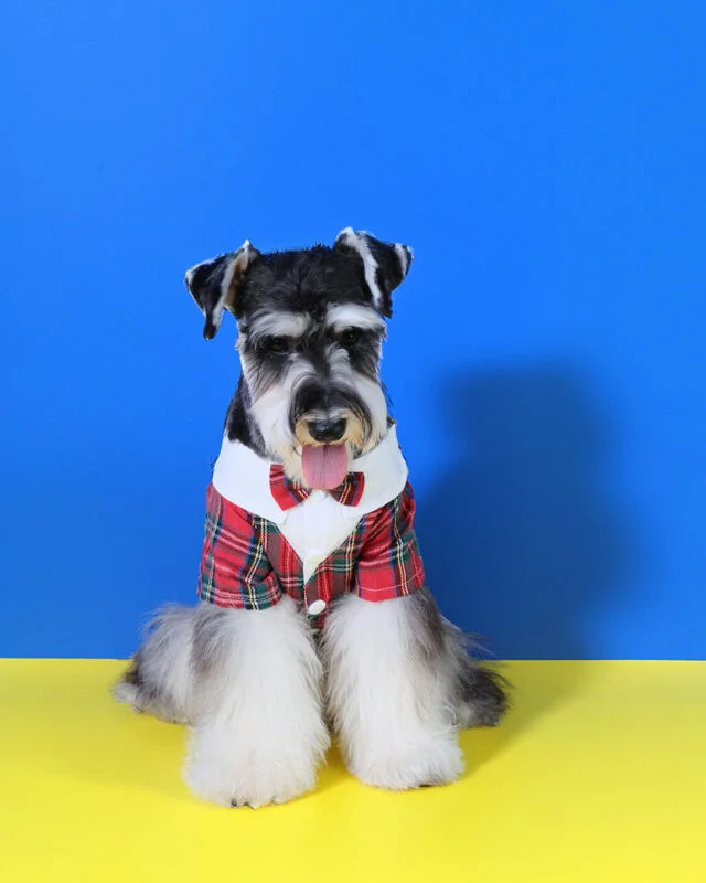 Classic Plaid Dog Tuxedo