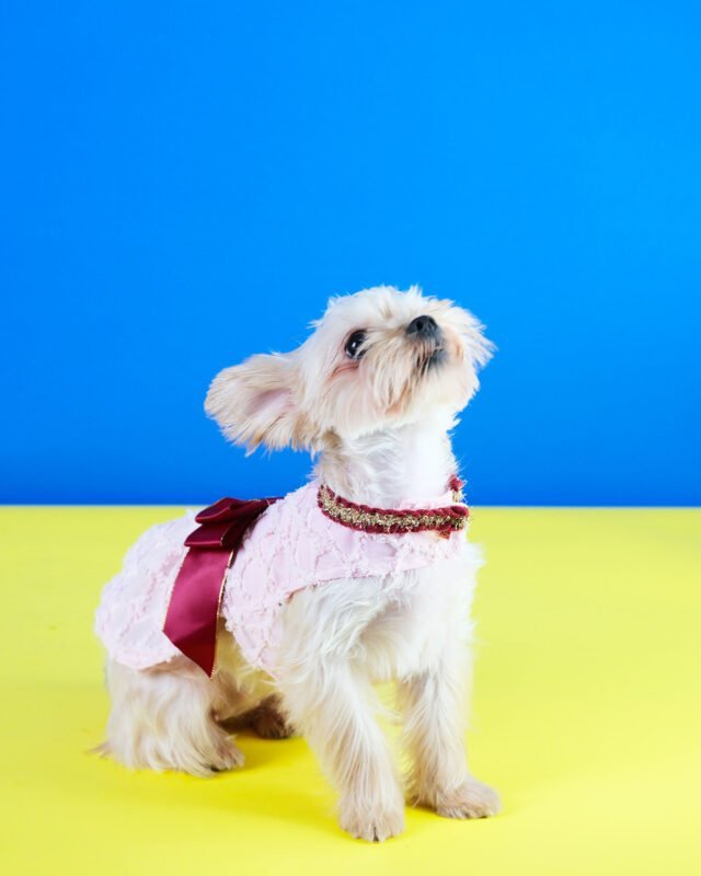 Best Radiant Red Dog Dress Deals