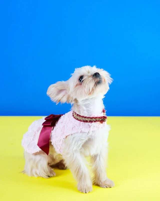 Best Radiant Red Dog Dress Deals