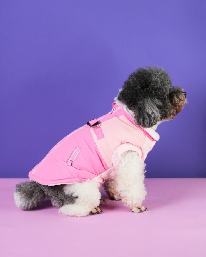 Dual-Tone Adventure Dog Coat