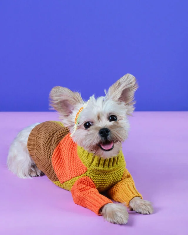 Buy Stylish & Warm Dog Sweater in Color-Block Design – Cozy PawWarmth Sweater for Dogs