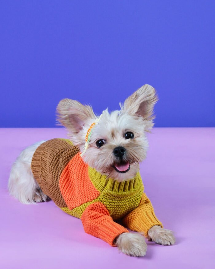 Buy Stylish & Warm Dog Sweater in Color-Block Design – Cozy PawWarmth Sweater for Dogs