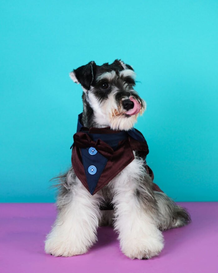 Dapper Color-Block Dog Tuxedo