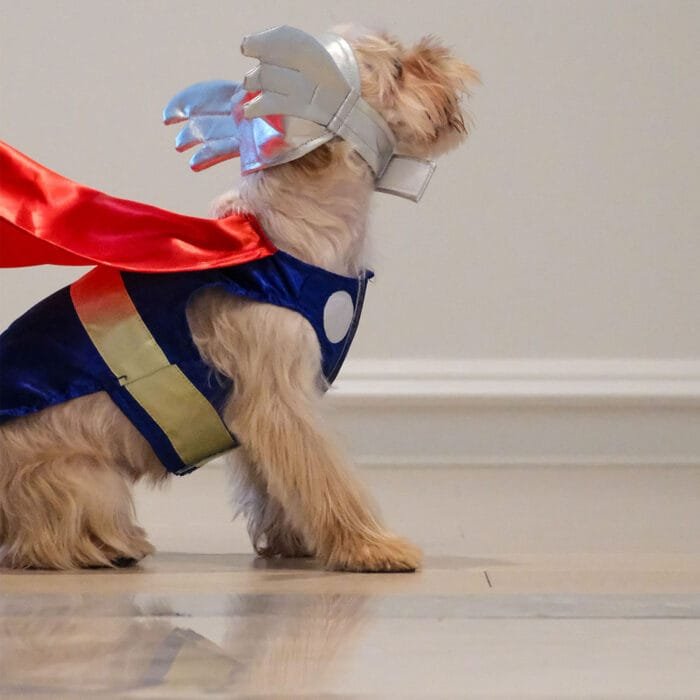 Affordable Heroic Pet Costumes – Hawkman, Thor, and Superpaw outfits for pets.