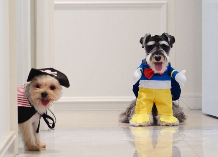 Pirate Pet Costume with Striped Cape and Skull Design