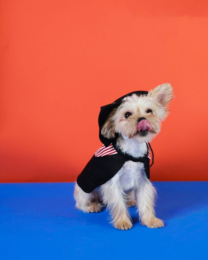 Adjustable Pirate Hat for Pets