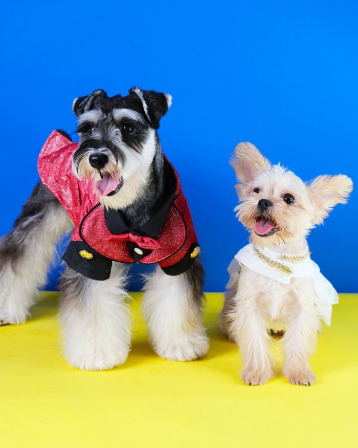 Elegant Glamorous Tuxedo Dog Suit with Gold Buttons