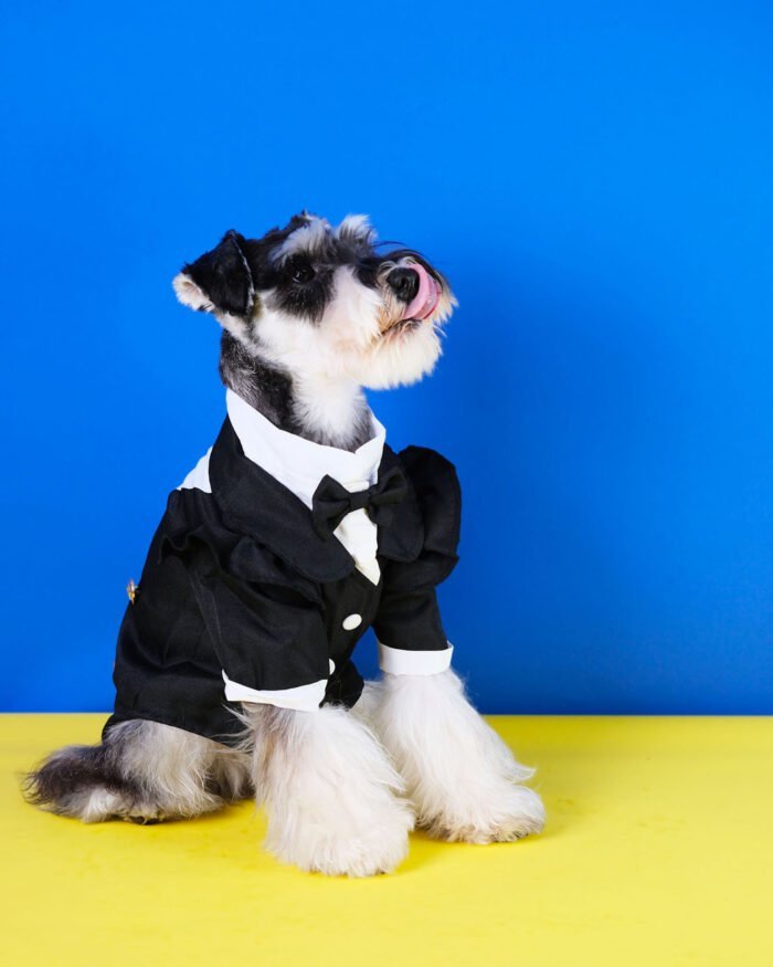 Black pet suit with stand-collar white shirt