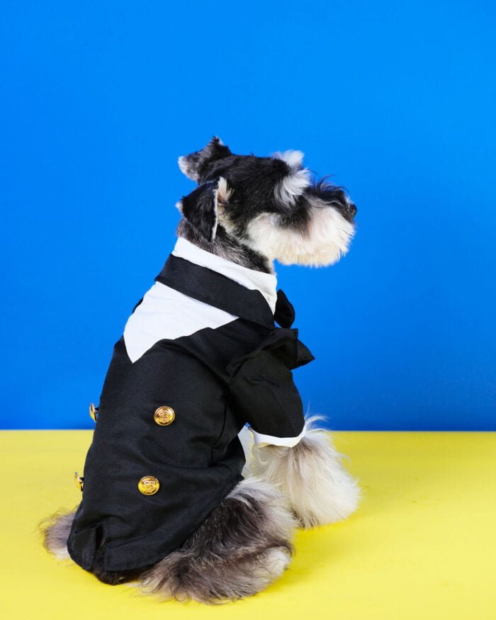 Luxury dog outfit with gold button details