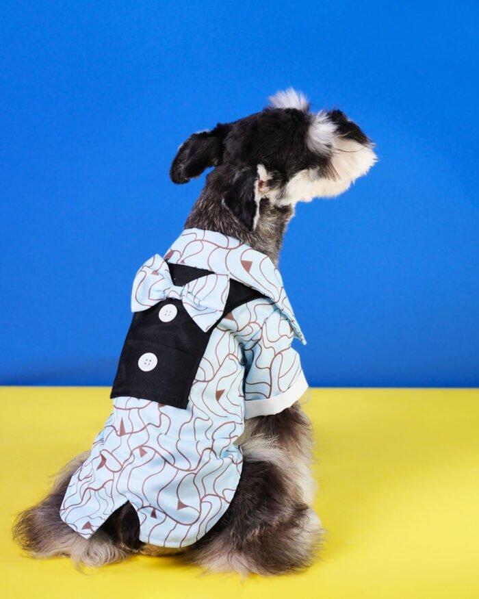 Formal pet outfit with stylish blue and white bow tie