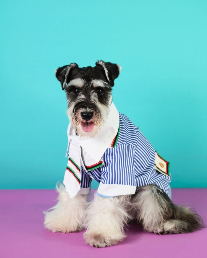 Blue and White Striped Dog Suit with Chic Tie