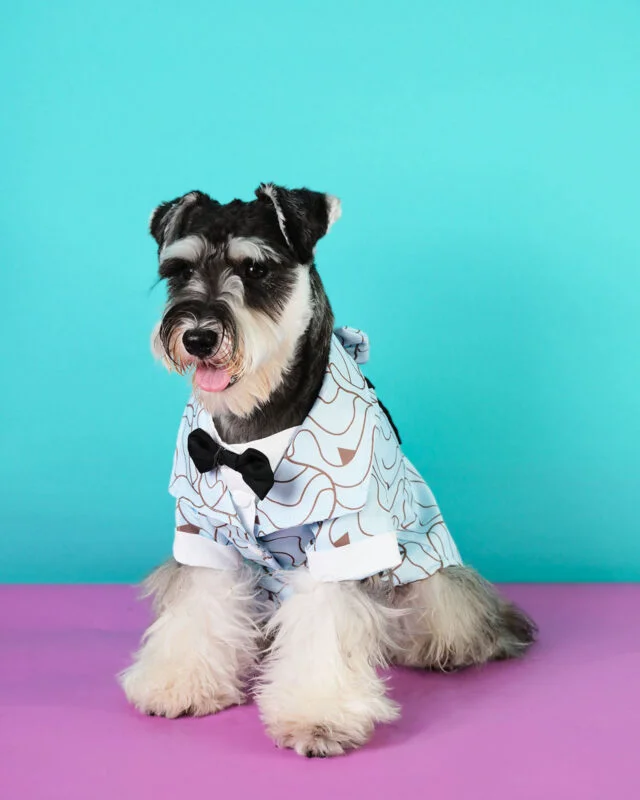 Sky Blue Pet Tuxedo for Dogs with Bow Tie