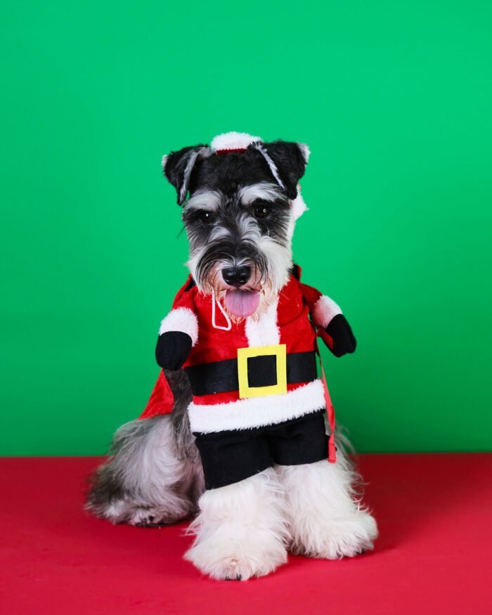 A dog wearing a Santa Claus pet costume with a red suit and hat, ready for holiday celebrations.