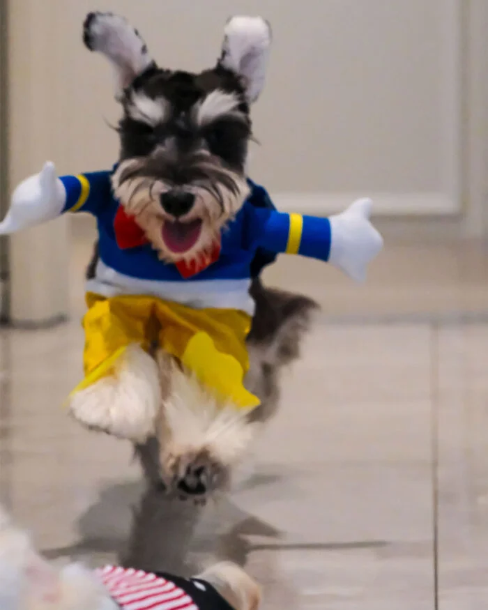 Donald Duck Pet Costume with Sailor Hat