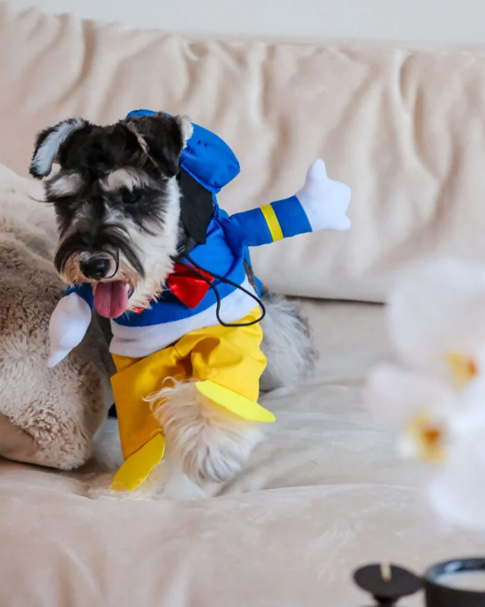 Donald Duck Pet Costume for Dogs