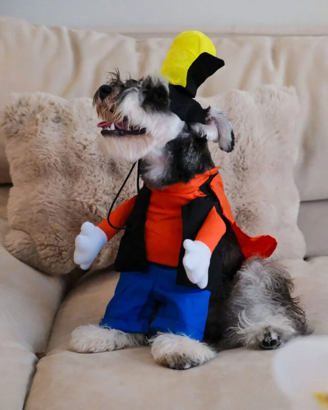 Jumpet Big-Eared Dog Costume with floppy ears and playful blue cap for pets.