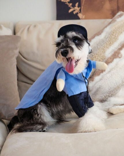 Pet Cosplay Outfit with Cape and Hat