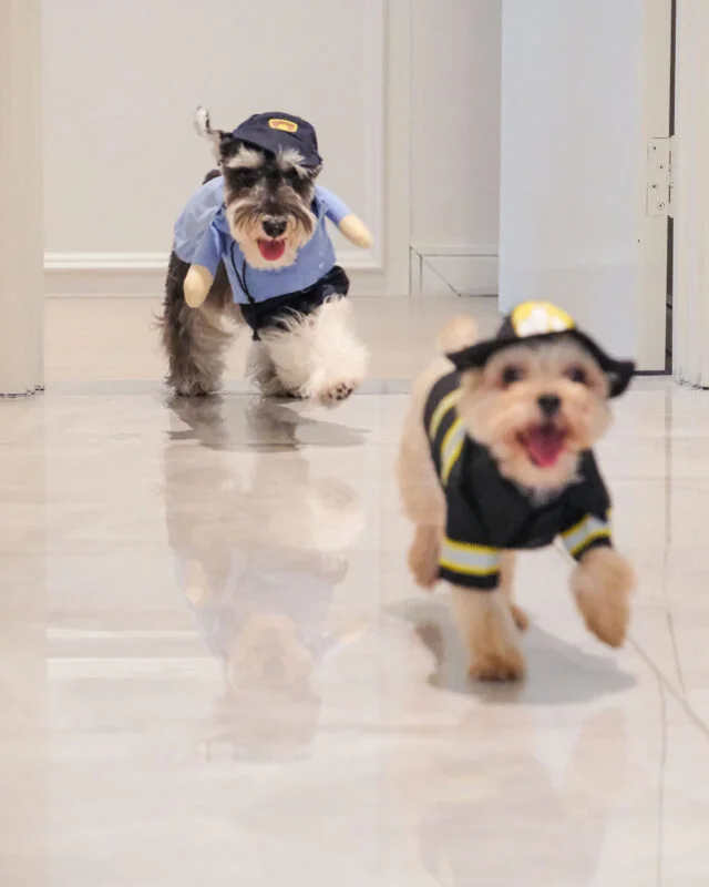 Chest Velcro closure on Firefighter Pet Costume for easy dressing.