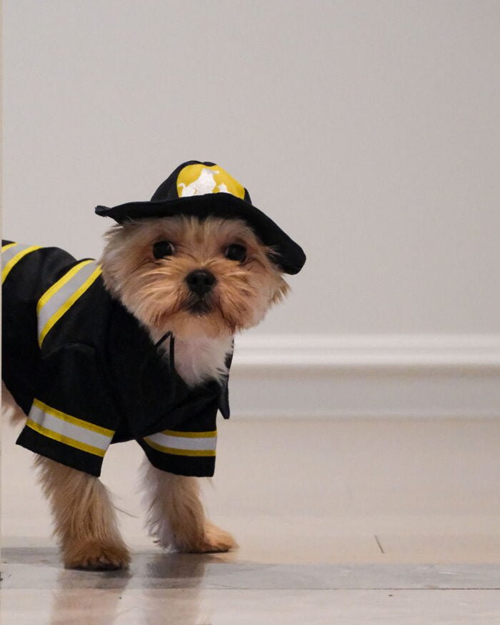 Firefighter Pet Costume – Heroic outfit with reflective strips and a cape.