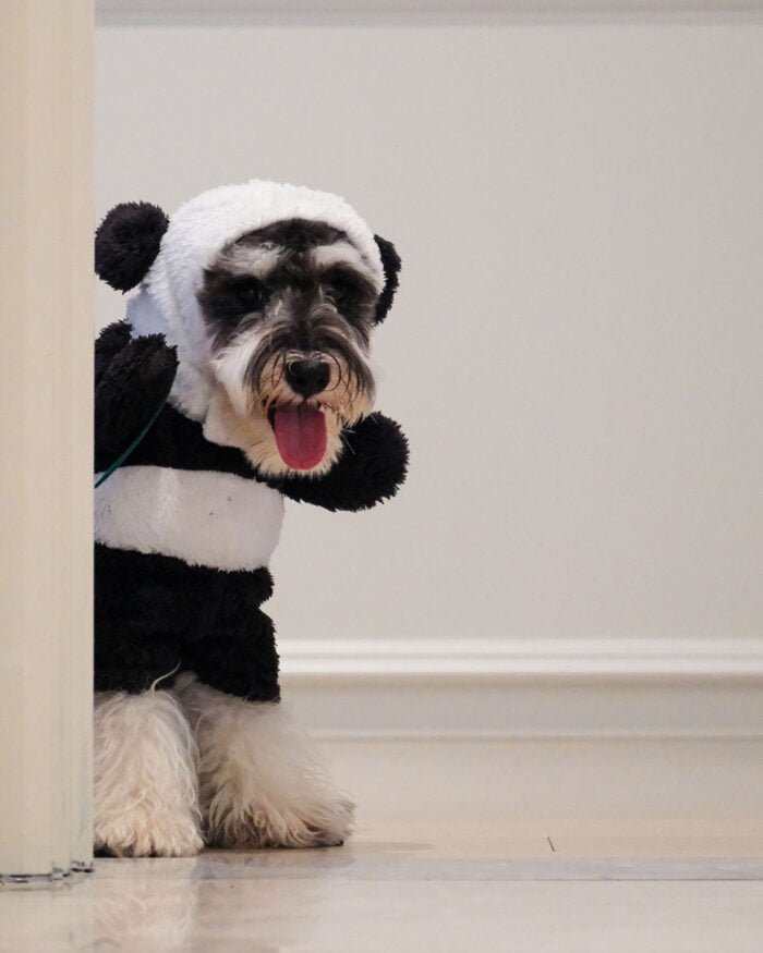 Cozy Panda Pet Costume for Pets – Front View with Headpiece