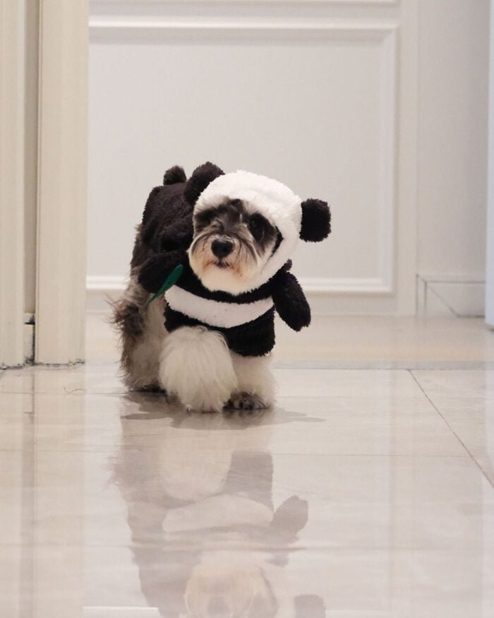 Warm and Playful Panda Pet Costume with Velcro Closure and Rear Opening