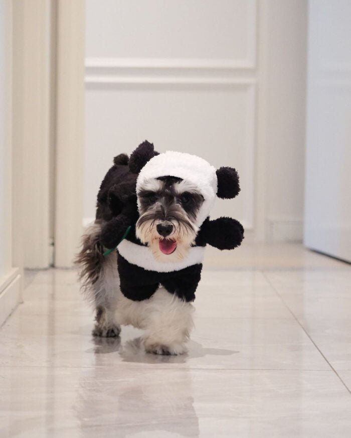 Pet in Cozy Panda Costume with Fun Front-Standing Design