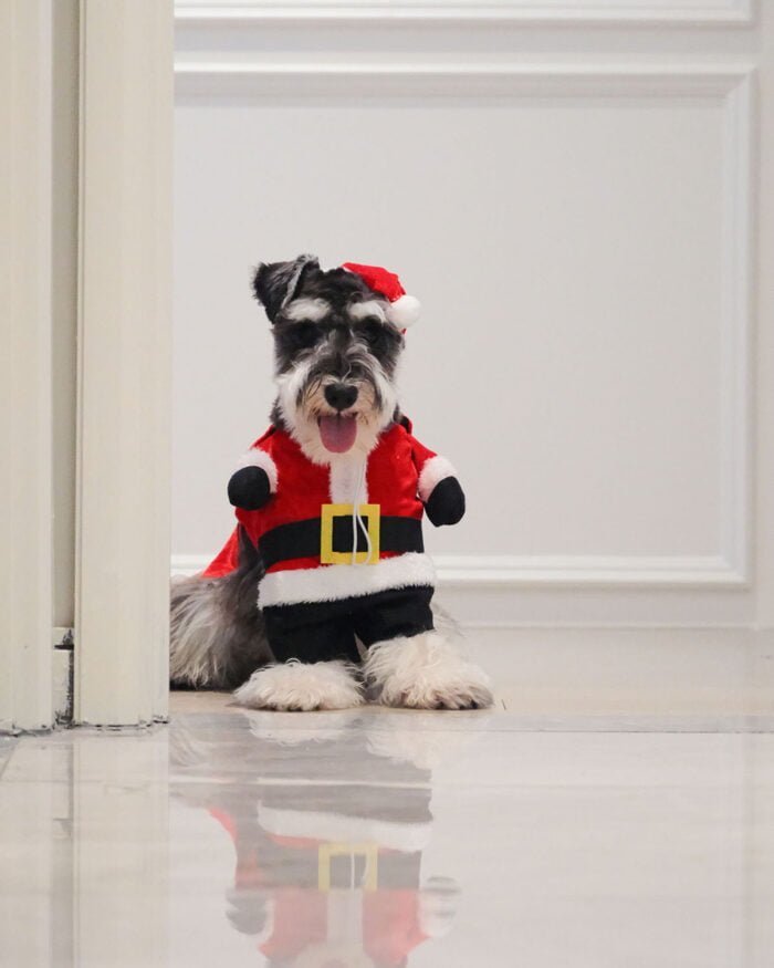 Close-up of the Santa Claus pet costume’s Velcro closure and soft material.