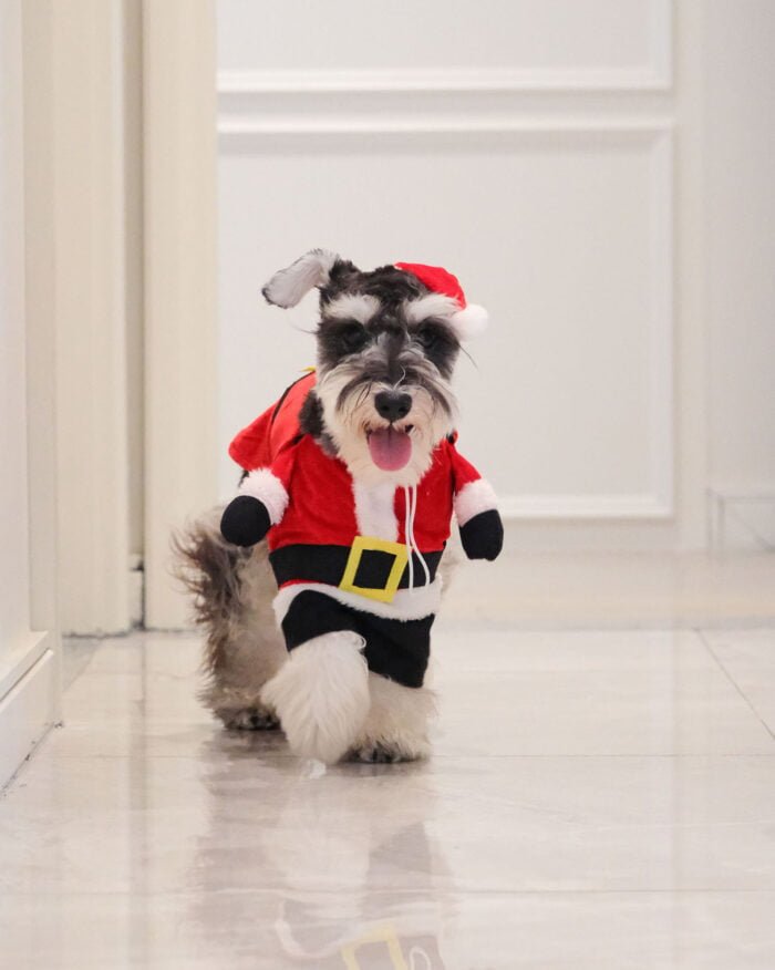 Pet dressed in a Santa Claus outfit, perfect for festive photos and Christmas events.