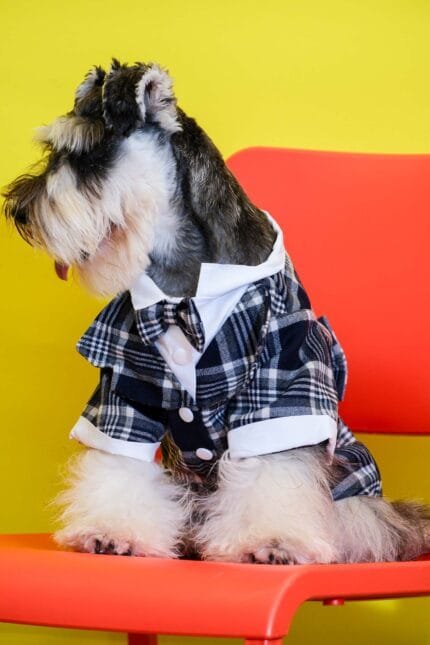 Elegant Deep Blue Plaid Dog Suit for Special Occasions
