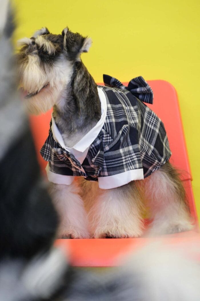 Deep Blue Plaid Dog Suit