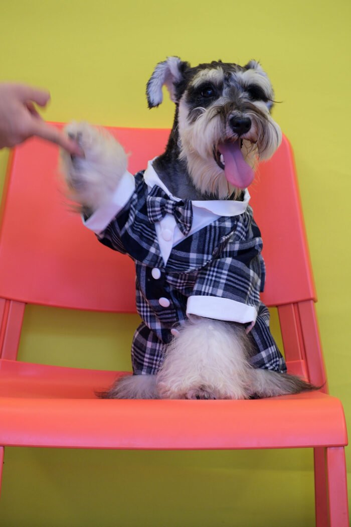 Plaid Dog Suit with Blue Bow Tie