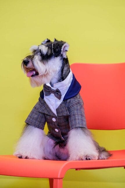 Plaid pet blazer with blue lapel and shawl collar