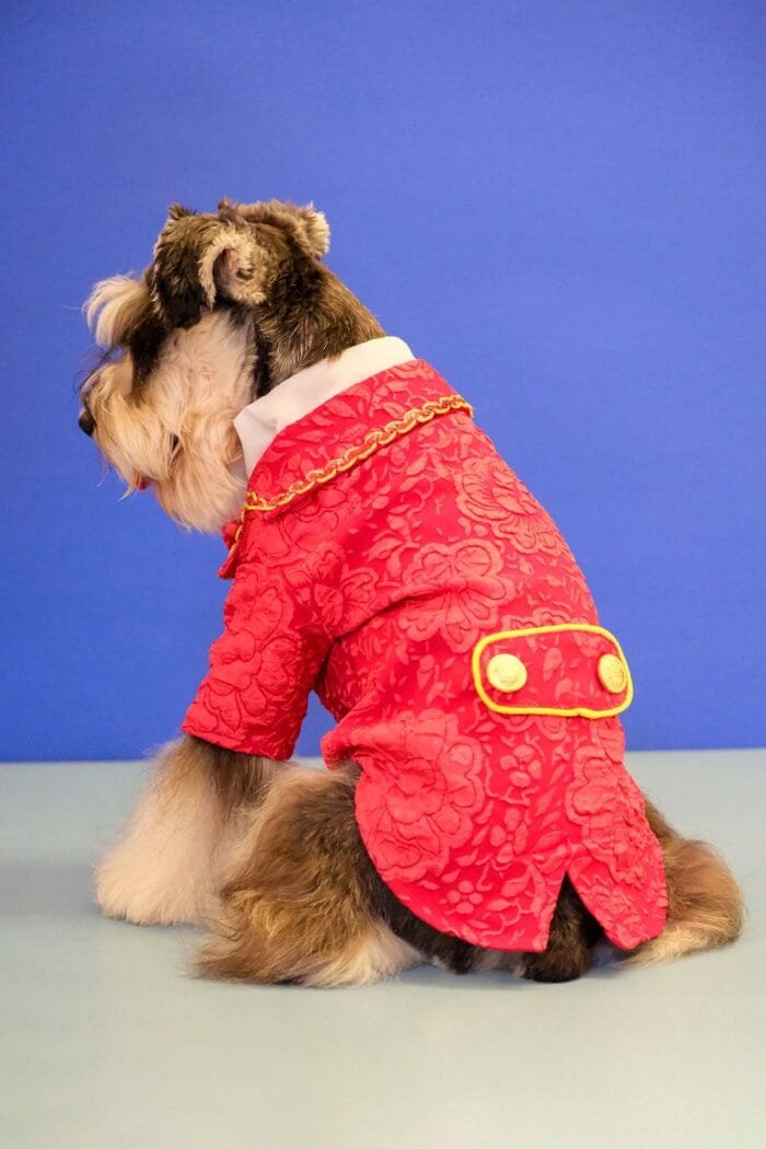 Elegant Red Pet Suit – Perfect Wedding Attire