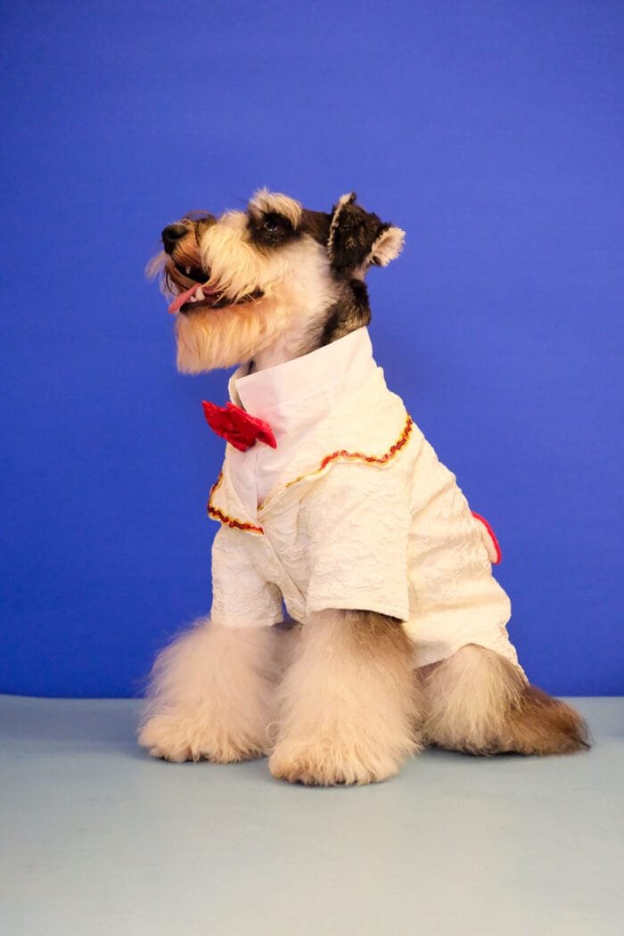 White Pet Suit with Lace Accent for Weddings