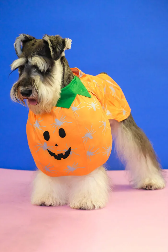 Pumpkin Pet Costume by Jumpet – Perfect for Halloween or themed parties.
