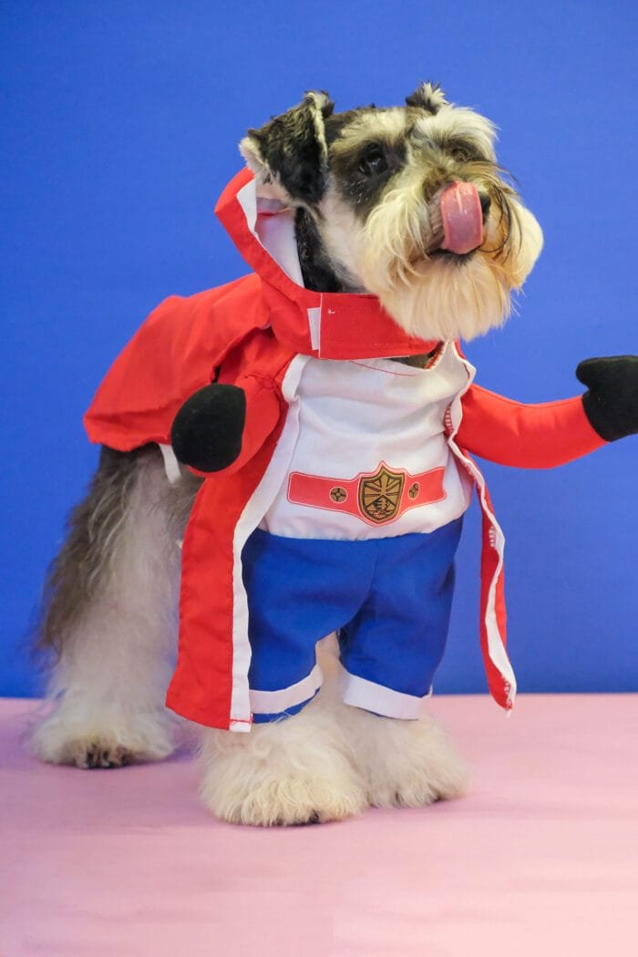 umpet Boxer Cosplay Pet Costume – Boxing gloves add energy to your pet’s look