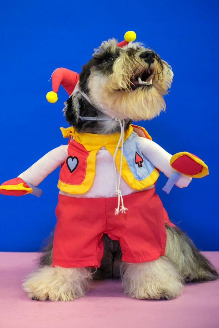 Fun Joker Cosplay Costume for Pets – Perfect for playful, energetic pets.